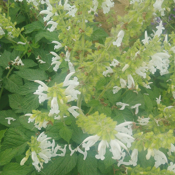 白花丹參