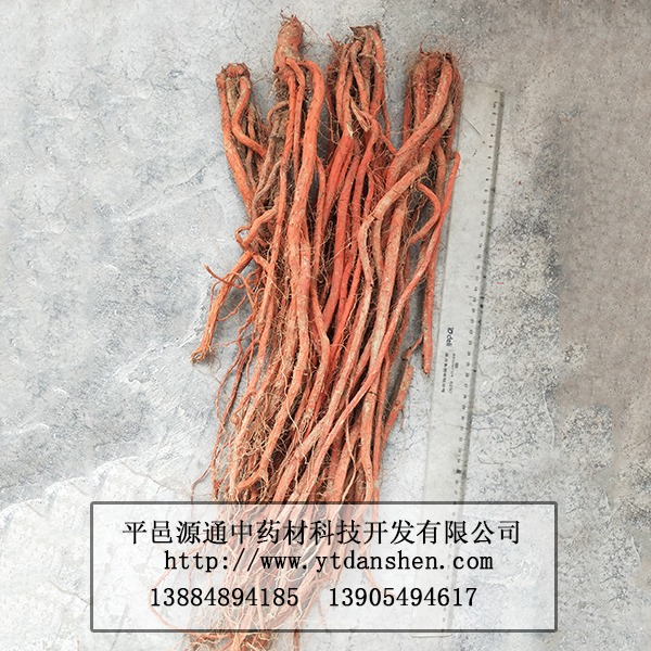 丹參苗品質(zhì)保證還是源通丹參苗